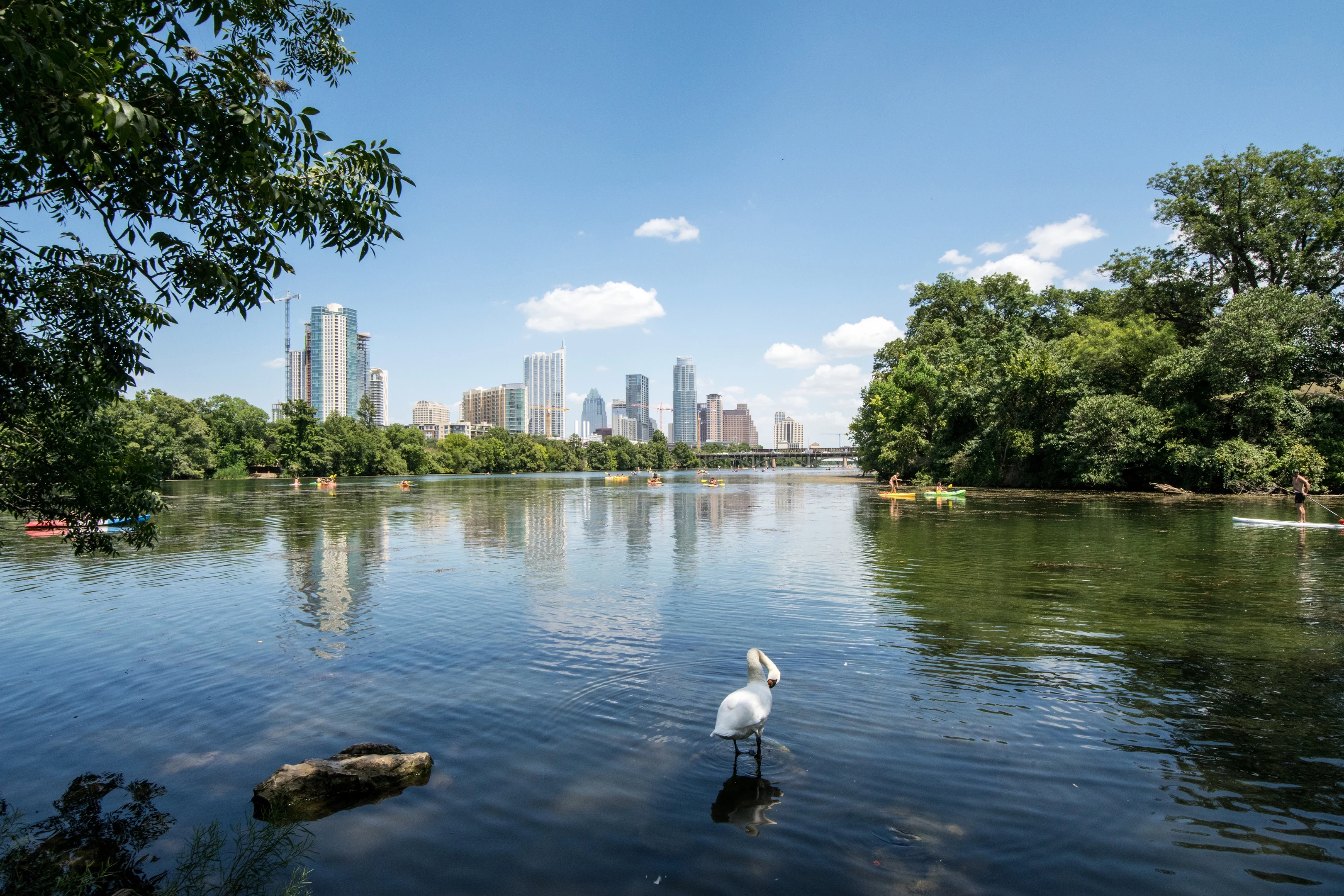 Downtown Austin skyline across a tree-lined lake with kayakers and a swan on the water